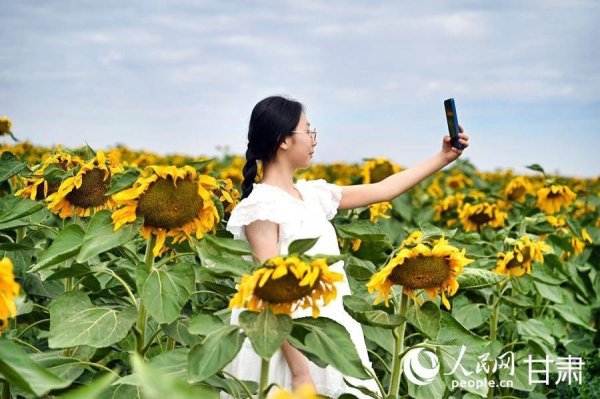 券商配资 兰州新区：千亩向日葵绽放美如画